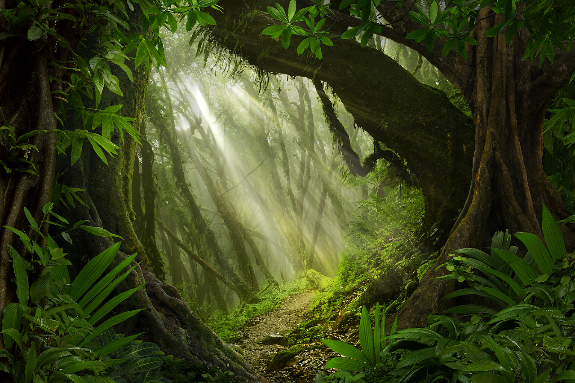 户外的原始森林蒲甘的佛教寺院