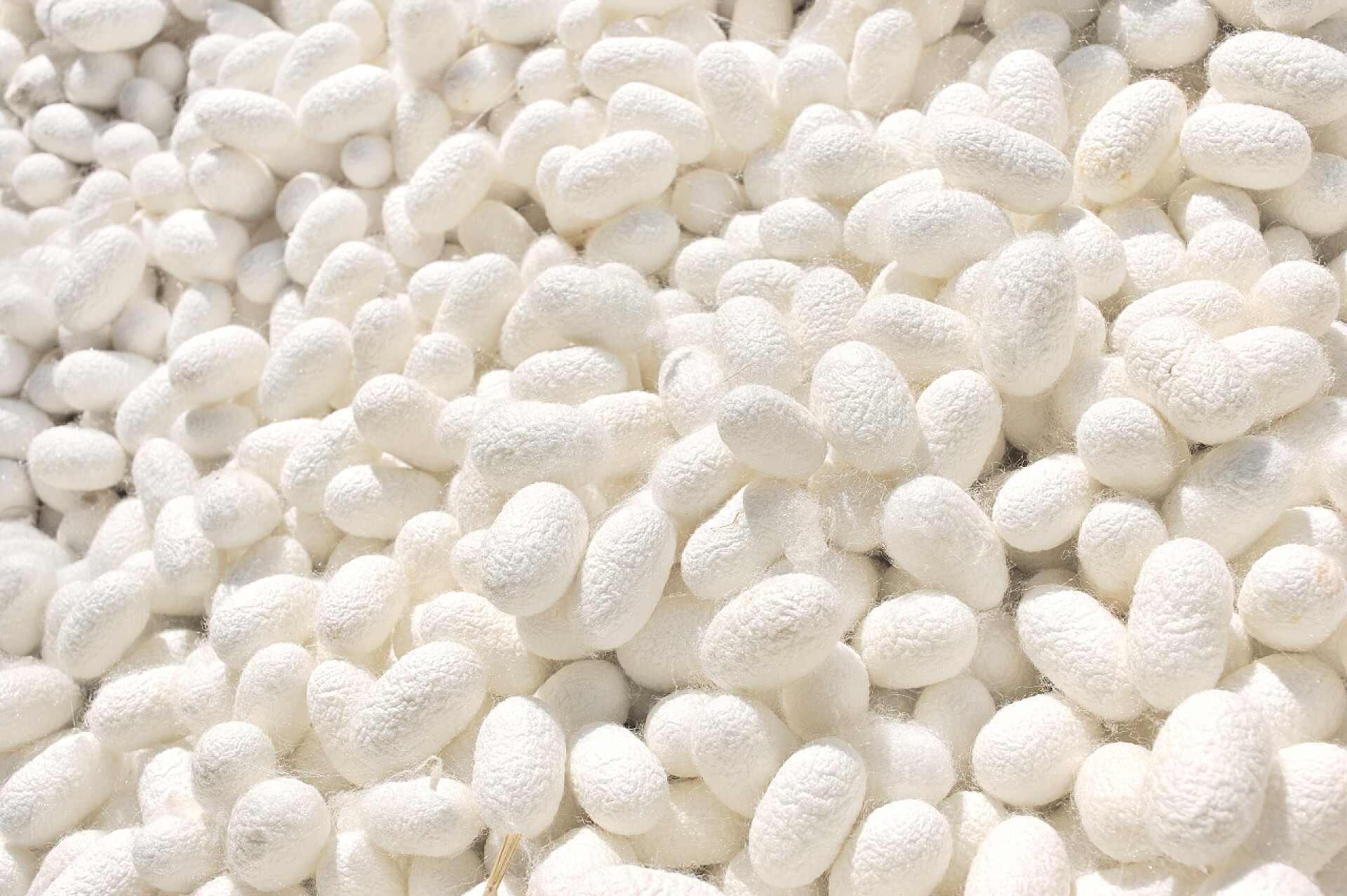 一堆白色蚕茧白蚕茧, 用作背景