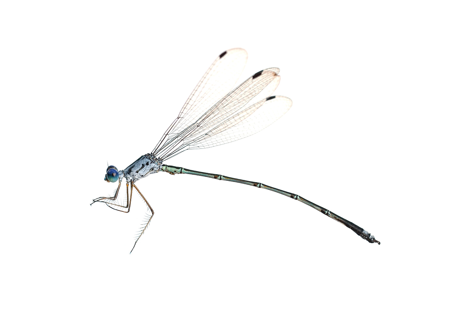 白色背景上的蜻蜓白色背景上的蜻蜓