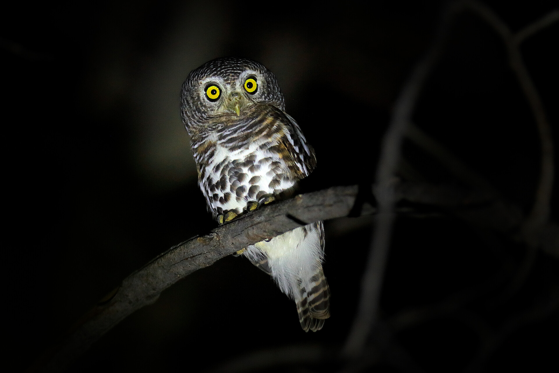 非洲猫头鹰坐在树分支上非洲禁止猫头鹰, Glaucidium capense, 夜鸟坐在树分支, 非洲.