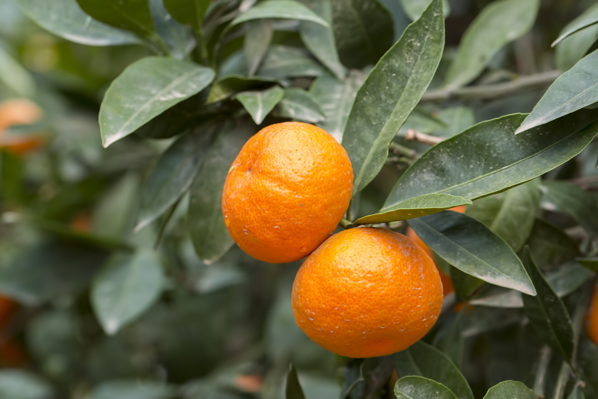 绿叶树枝上结的橘色果实橘树农业