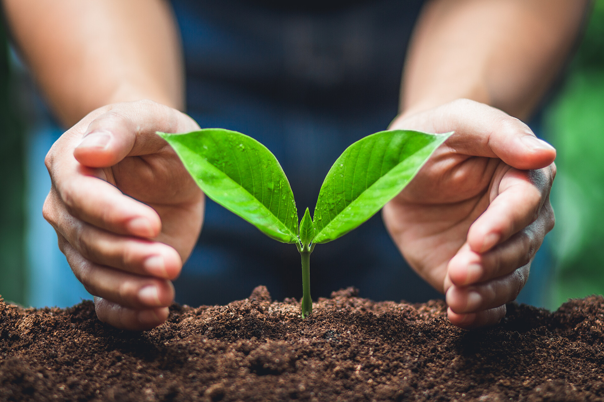 双手呵护着小树育苗树树保育树