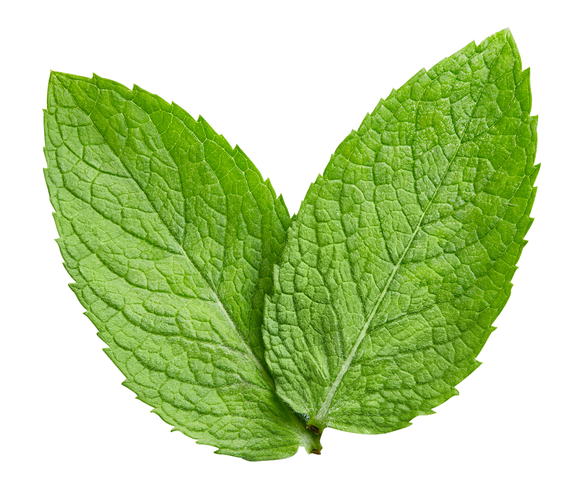 白色背景上的两个薄荷叶薄荷叶孤立