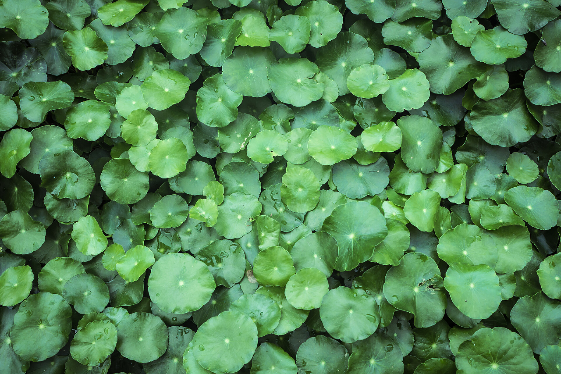 俯拍绿色植物背景绿叶 .