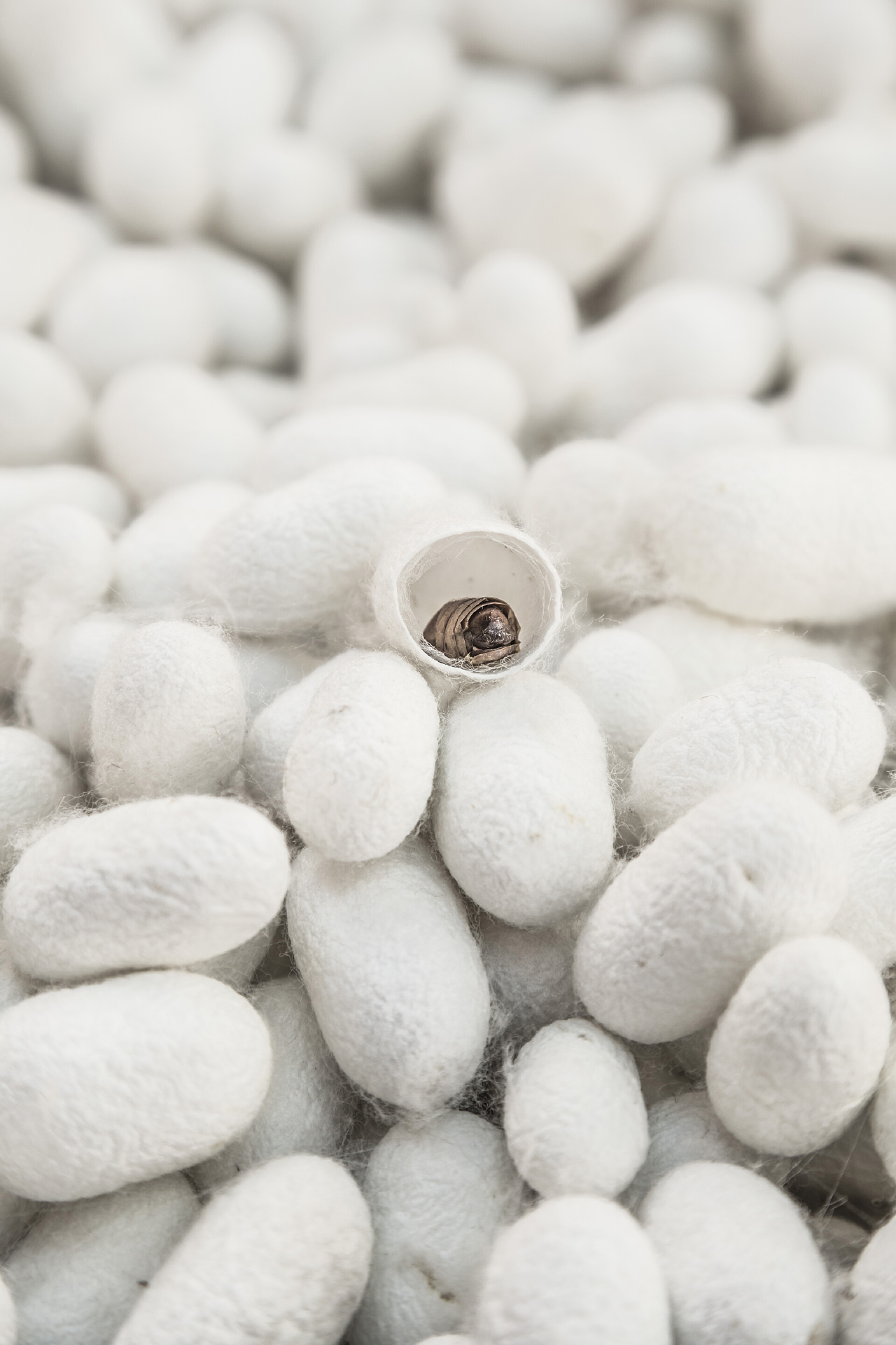 蚕茧背景下的蚕蛹蚕茧背景下的蚕蛹