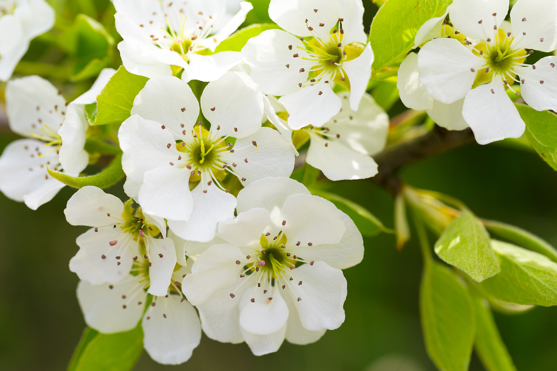 树枝上盛开的白色花朵树枝上的绿叶和樱桃花的特写视图