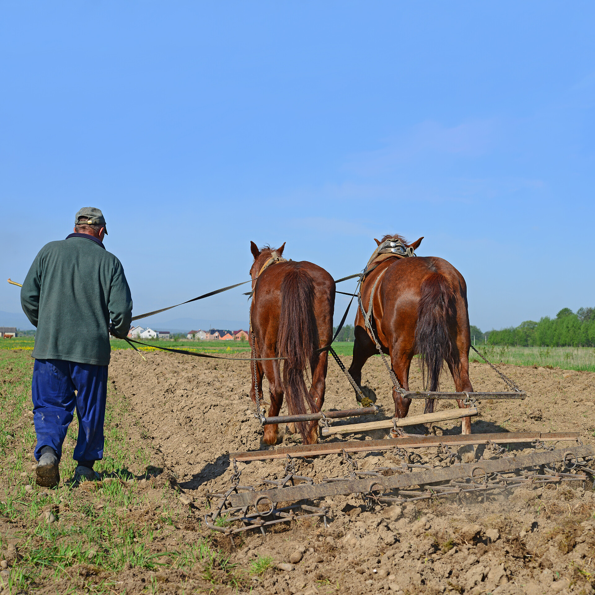 农民赶马犁地休闲的泉域由手动对马拉犁
