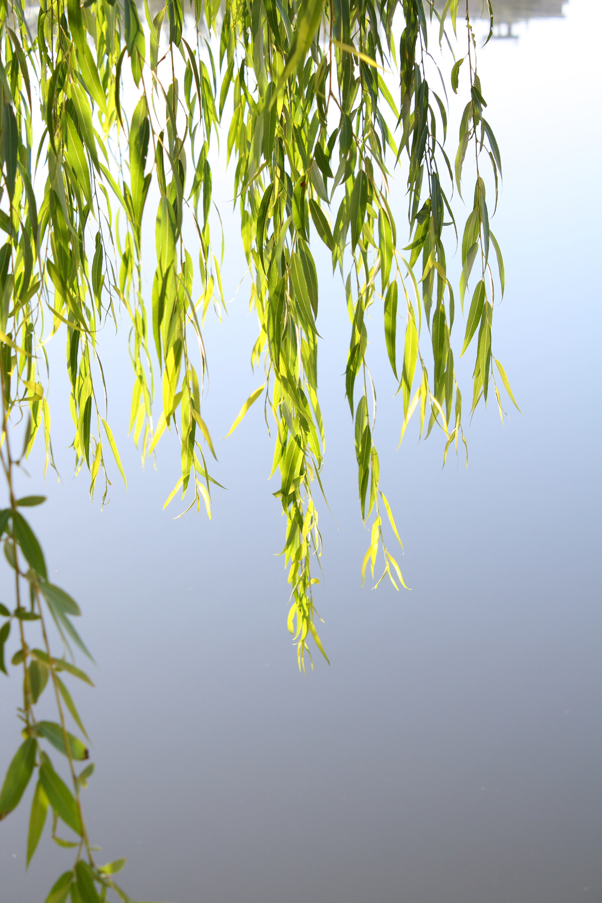 春天河堤的垂柳春天的柳树叶