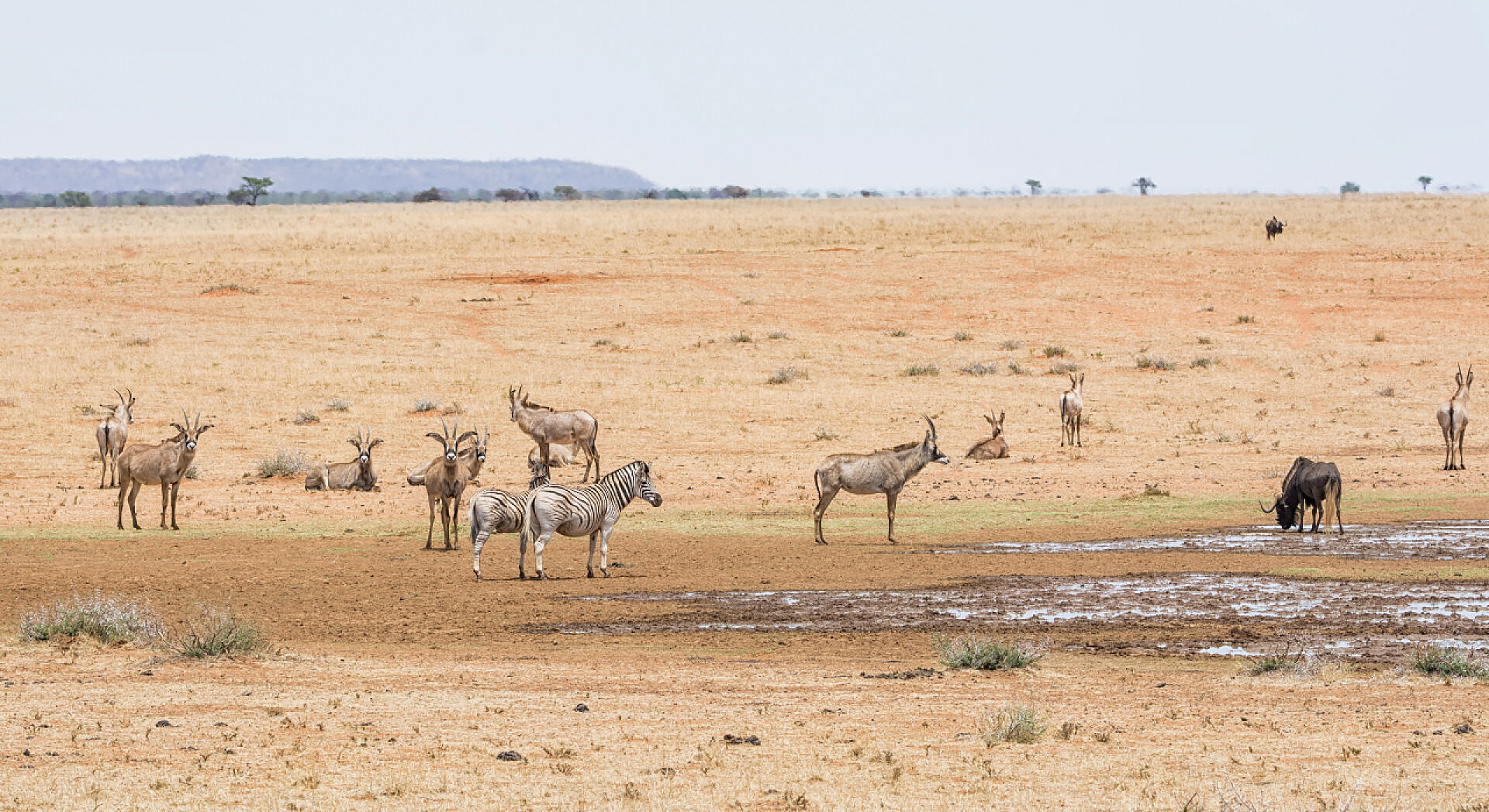 南部非洲大草原的罗安羚羊和斑马一群罗安羚羊和斑马在南部非洲大草原的一个水坑里