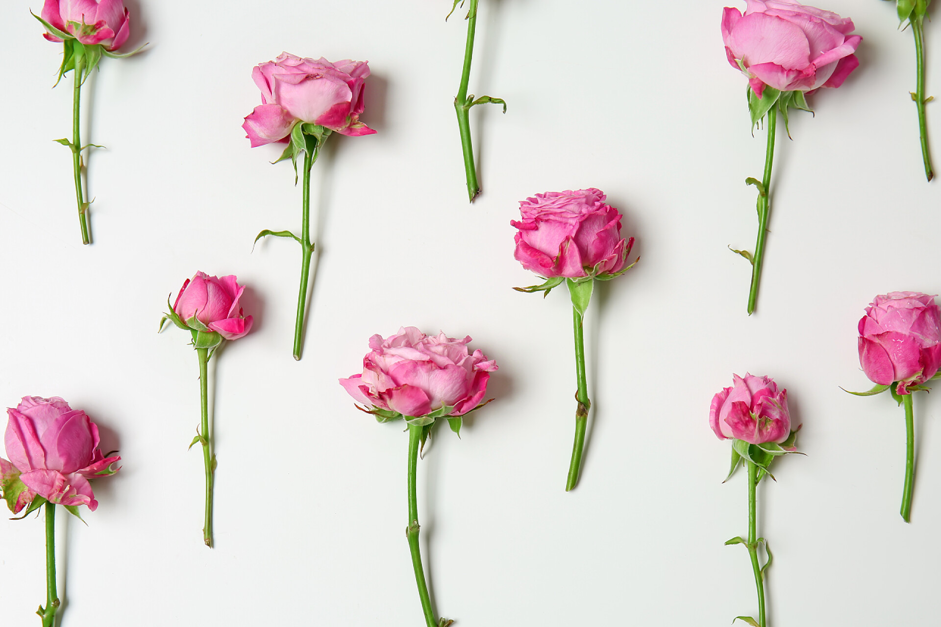 白色背景的漂亮粉红玫瑰白色背景的漂亮粉红玫瑰