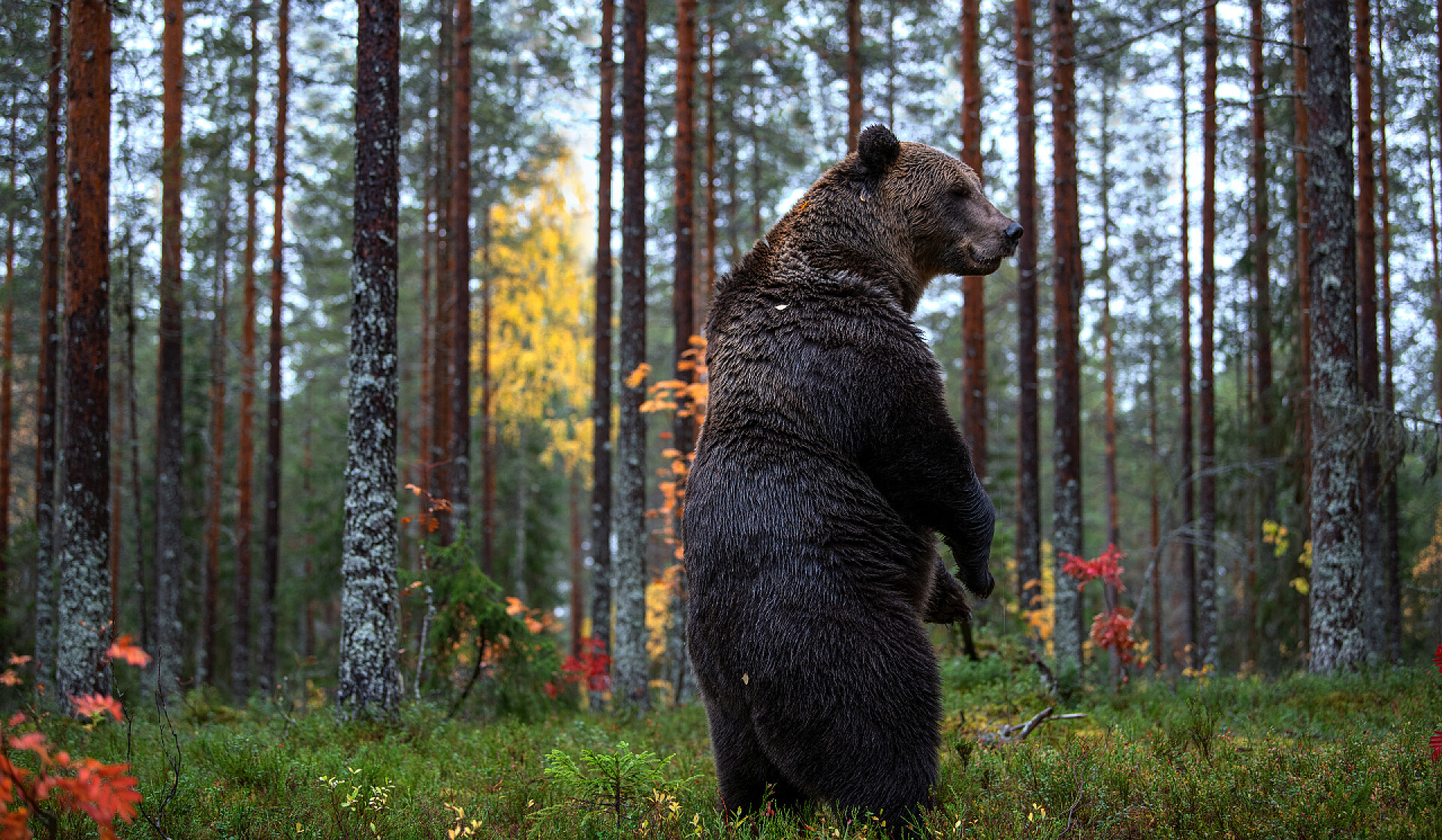 一头棕熊站立在森林中棕熊用后腿站在秋林里。科学名称: 乌尔苏斯阿尔克托斯。自然栖息地.