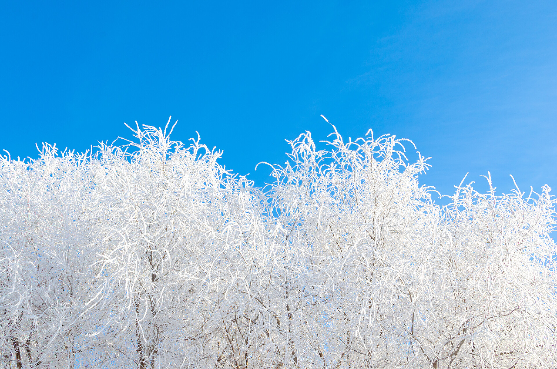 寒冷的冬天被白雪覆盖的树枝在寒冷的冬日里, 雪和霜树枝覆盖着.