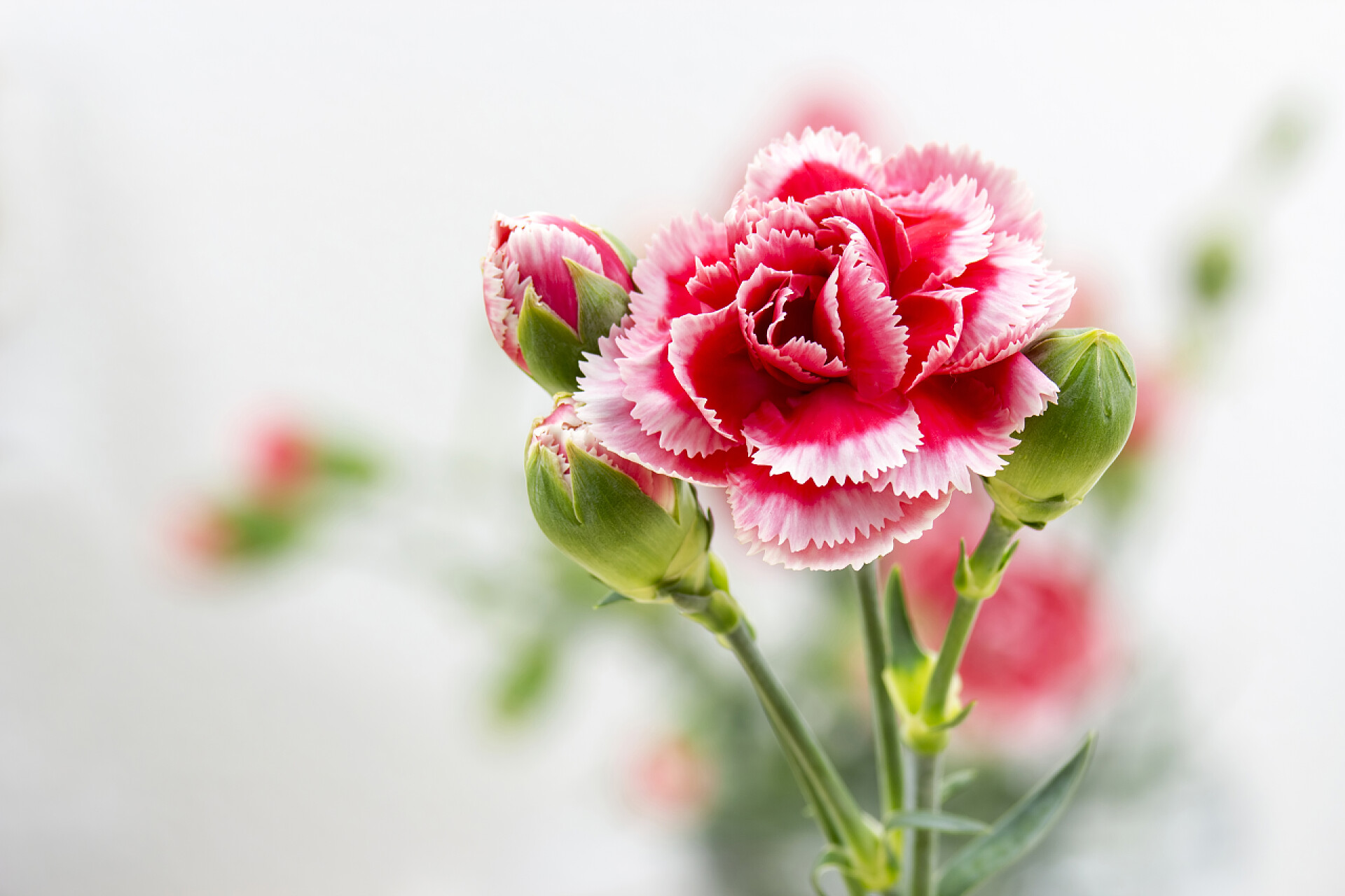 模糊背景上的一支康乃馨康乃馨背景隔离壁纸关闭