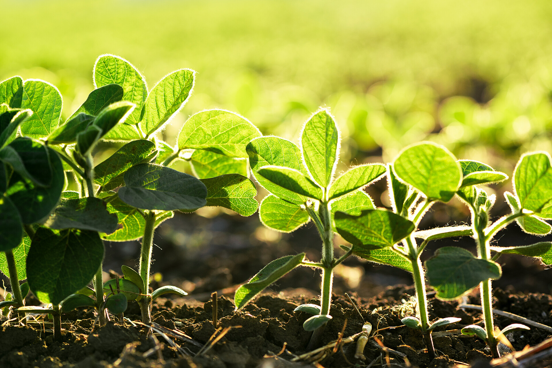 土壤中的大豆幼苗大豆栽培领域