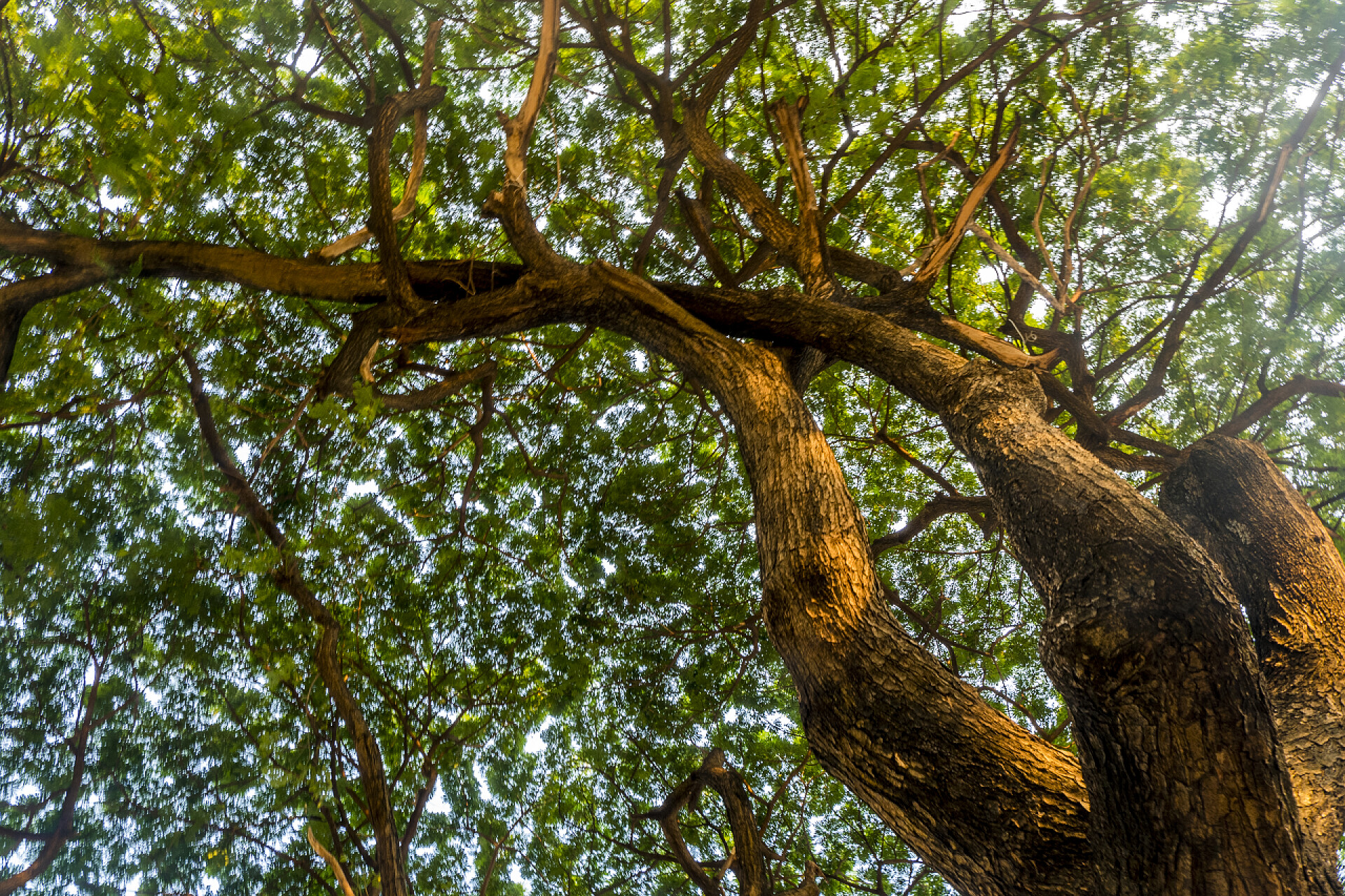 阳光下的参天大树温暖的春天的阳光透过老树闪耀, 创造出美丽的图案。适用于通过背景制作.