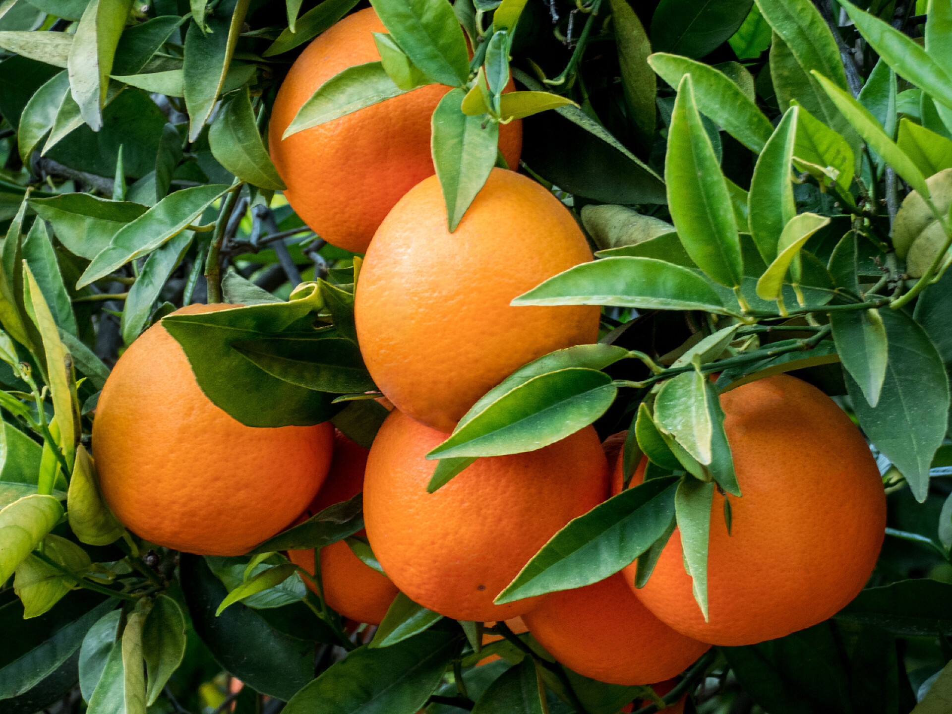 果园里成熟的橘子特写橘子树的分枝和果实在花园里