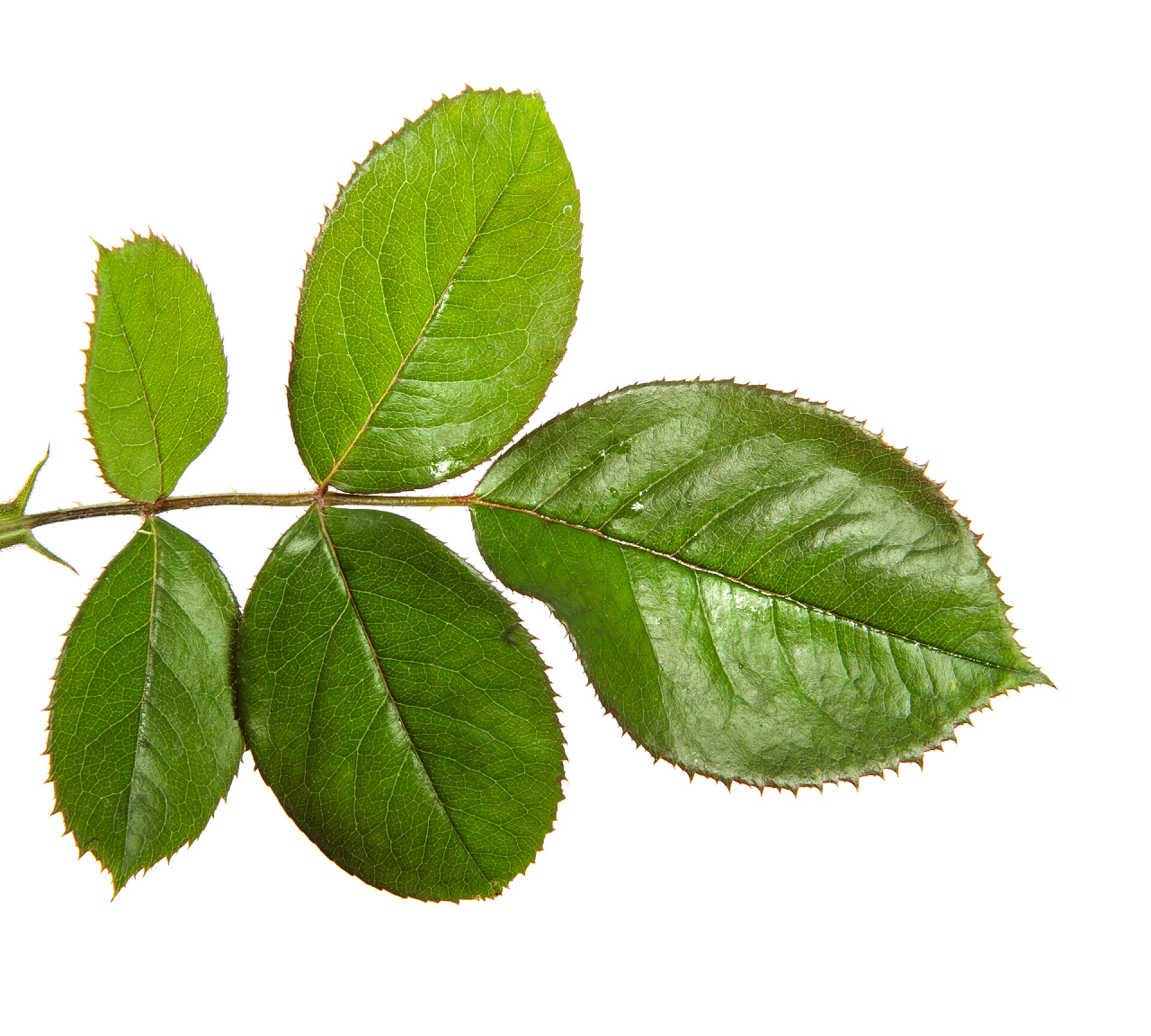 白色背景上的绿色叶子 分离的核桃树的叶子