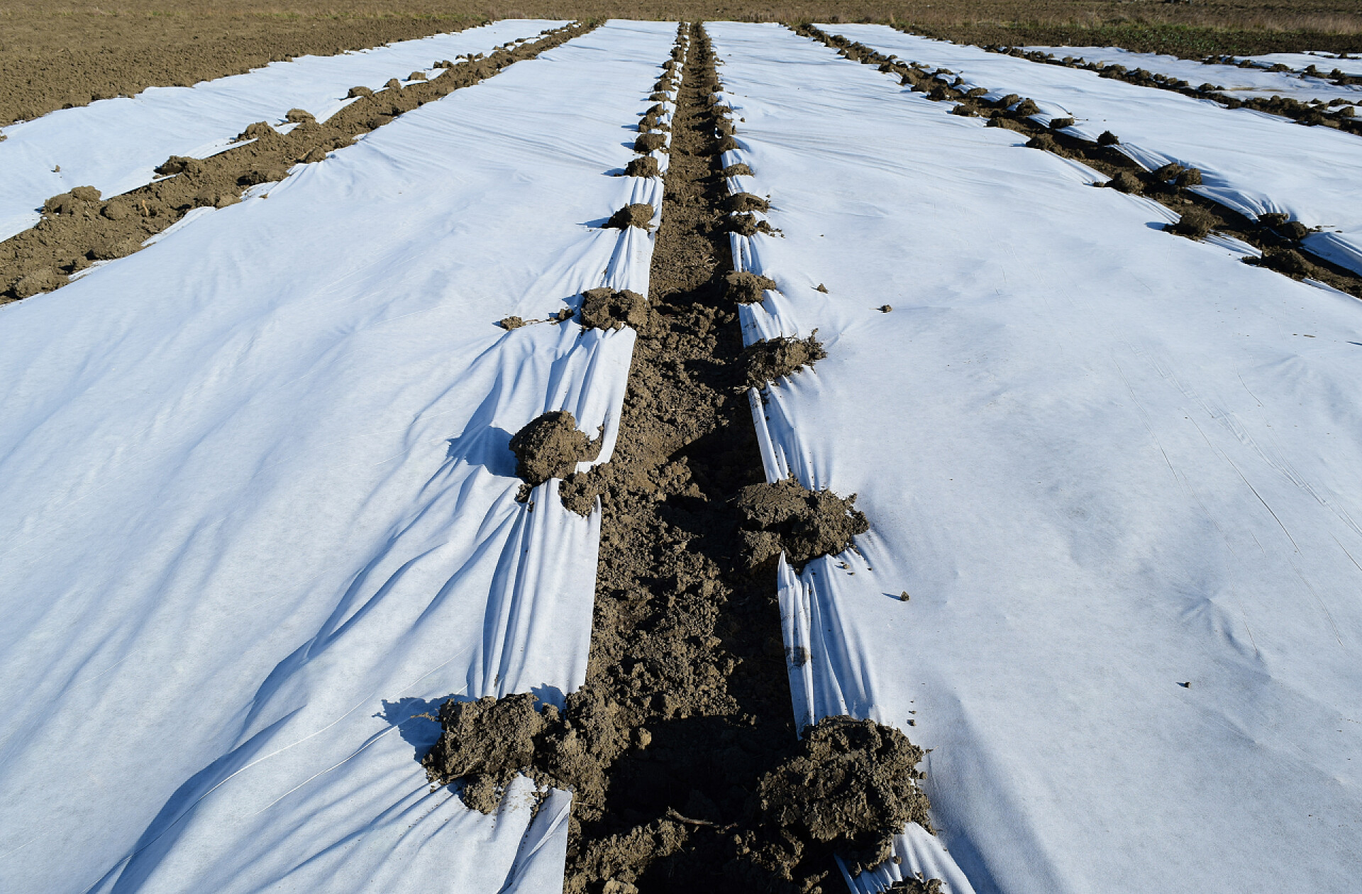 由聚合物薄膜制成的温室由聚合物薄膜制成的温室。早春在花园里