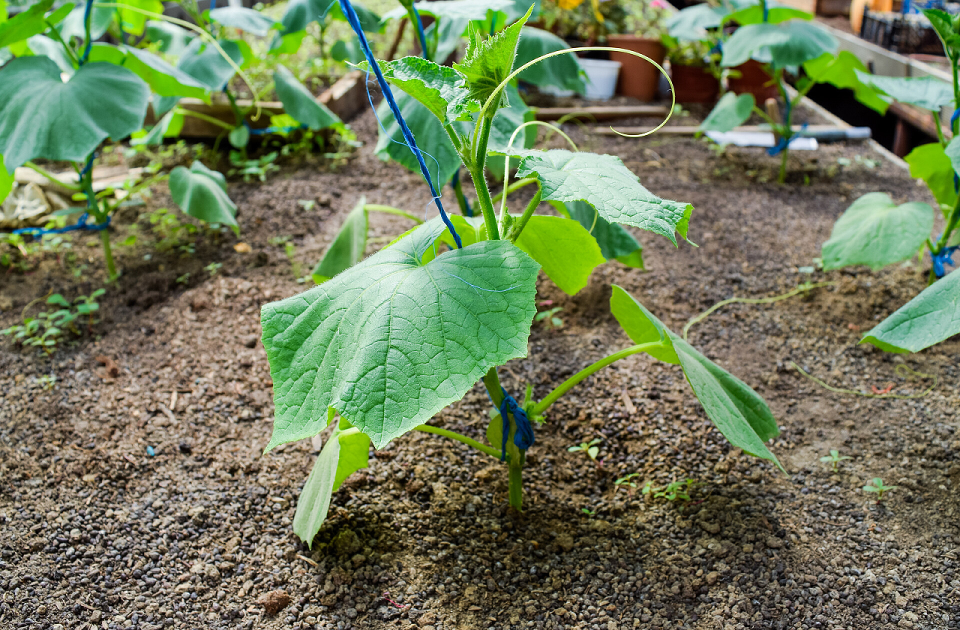 黄瓜植物幼苗幼苗黄瓜。日光温室黄瓜的栽培