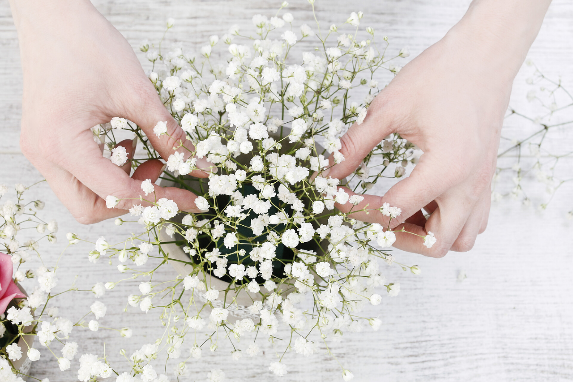 花店中一个女人正在制作花束用粉红色的玫瑰和白色的果蝇做装饰