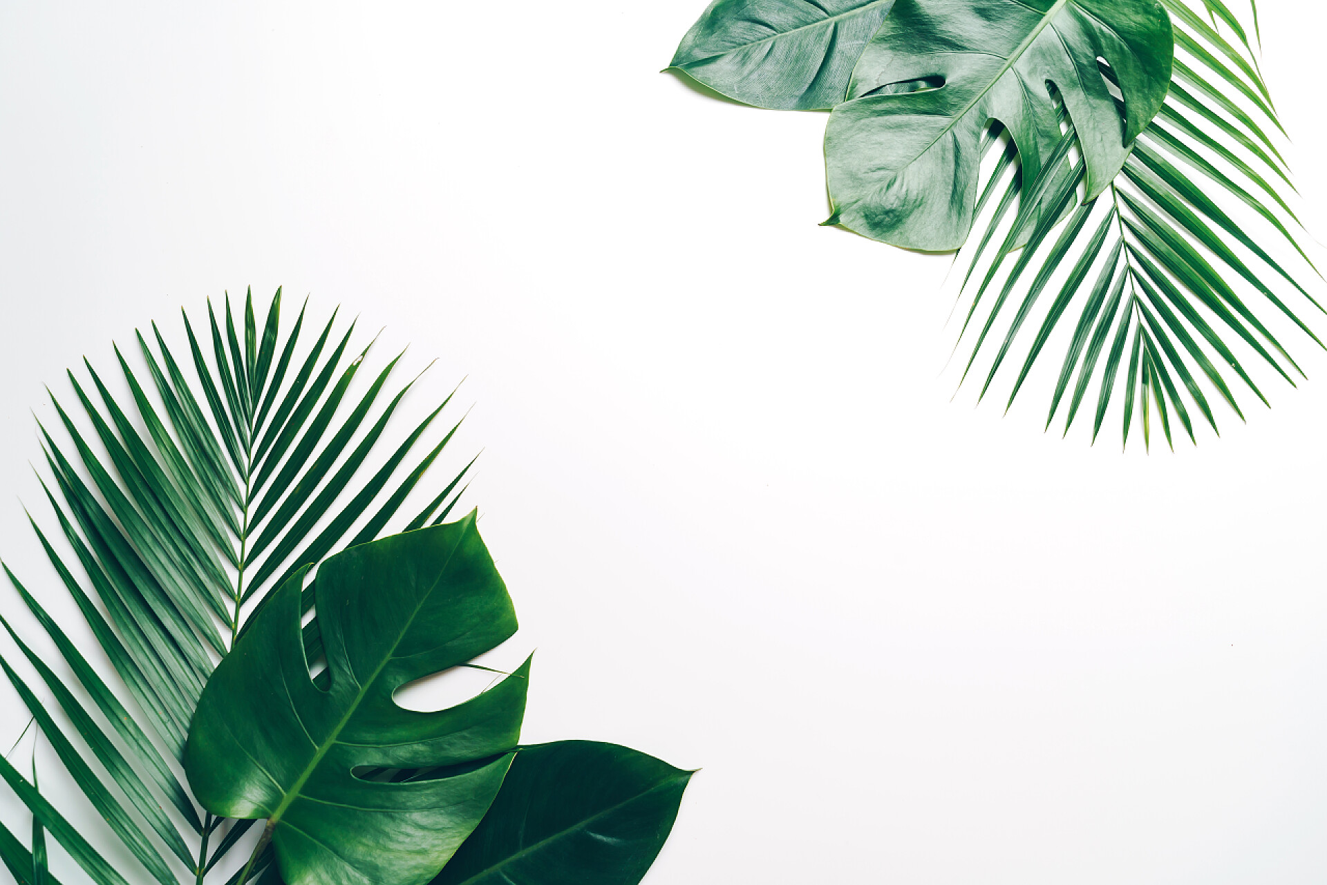 白色背景上热带棕榈叶特写热带棕榈叶与拷贝空间