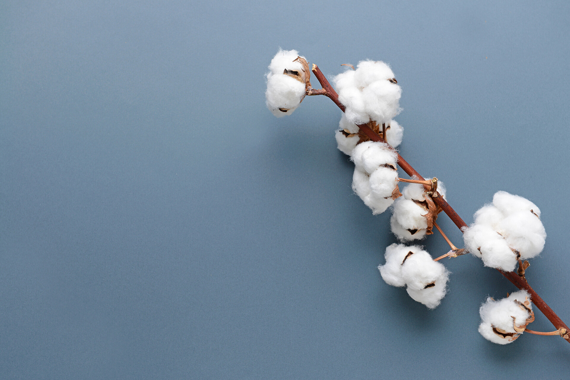 灰色背景上的一只棉花棉花花在灰色的背景上