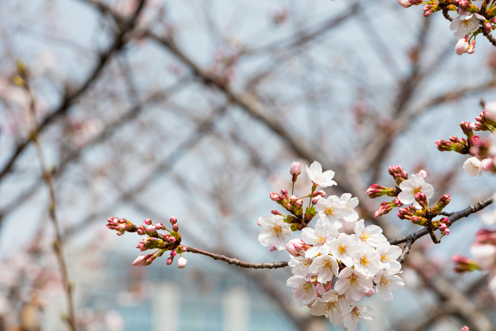 春天盛开的樱花樱花在春天开花作为背景或复制文字的空间 