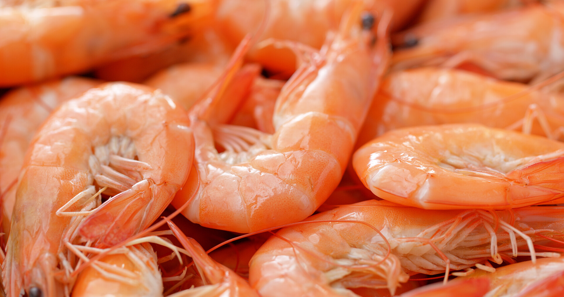 新鲜煮熟的大虾新鲜煮熟的虾特写