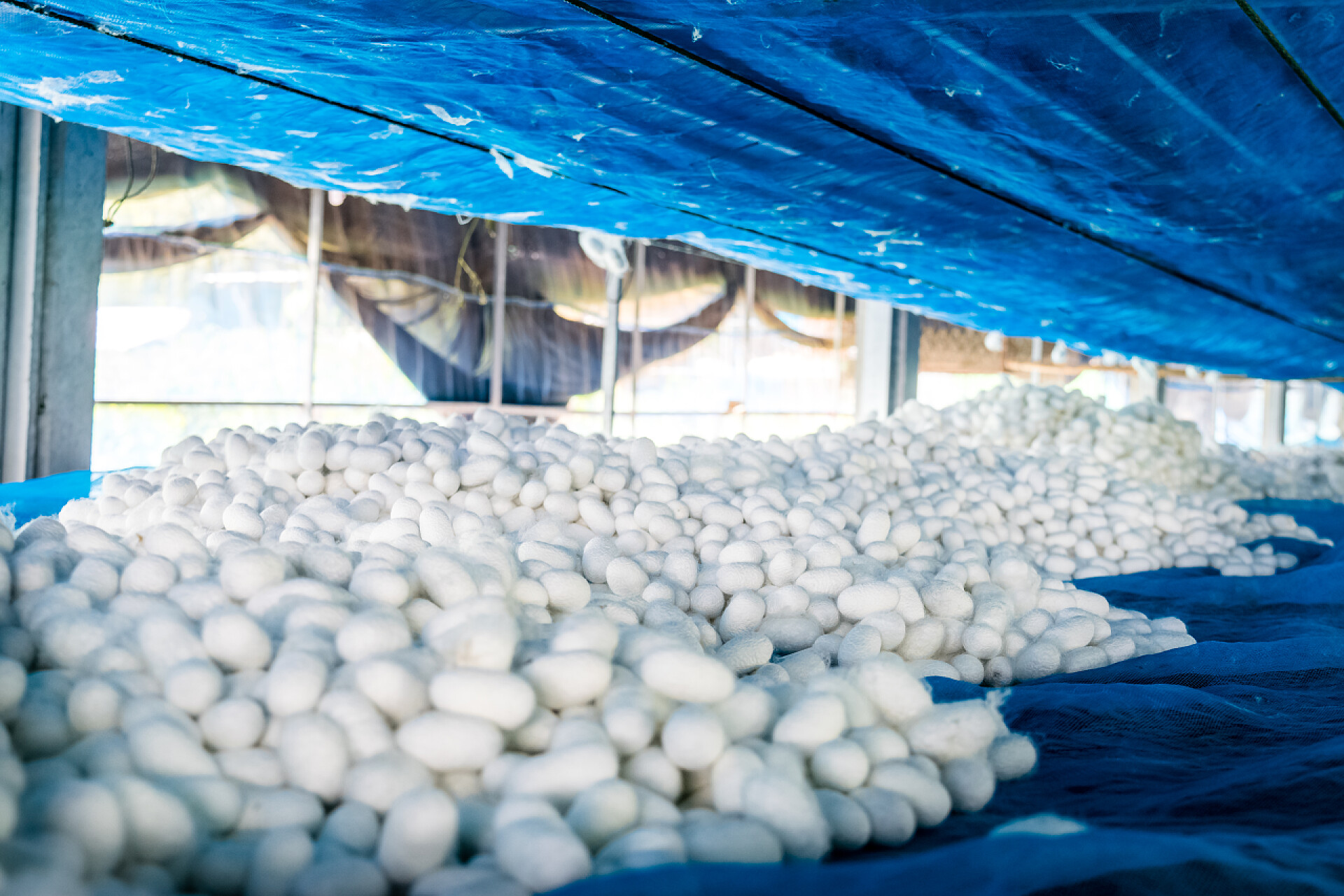 农场里的蚕茧白丝茧