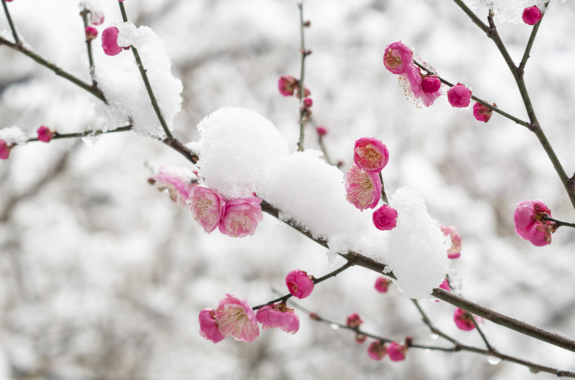 早春的东湖梅花花园武汉东湖梅花花园在春天