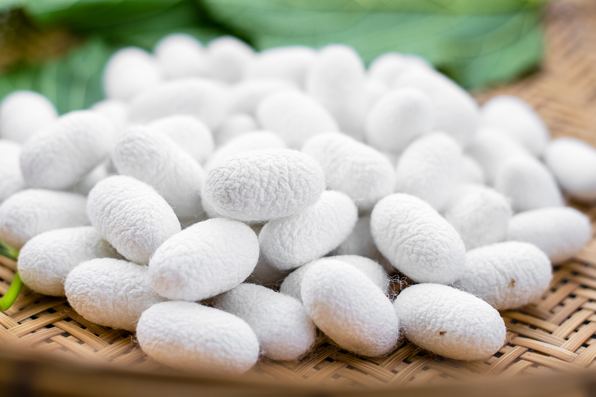 竹盘上的桑蚕茧特写白丝茧