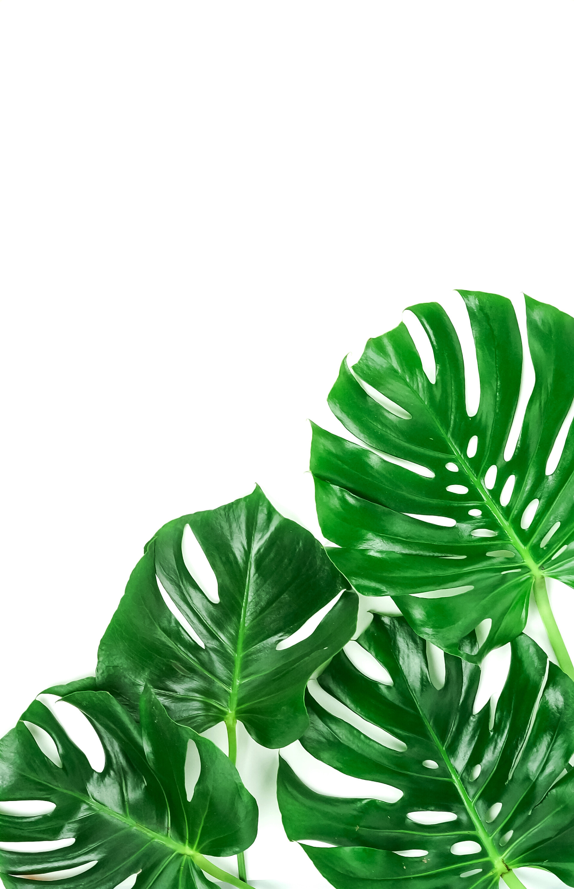 白色背景上的绿色龟背竹叶子绿色龟背竹叶子白色背景