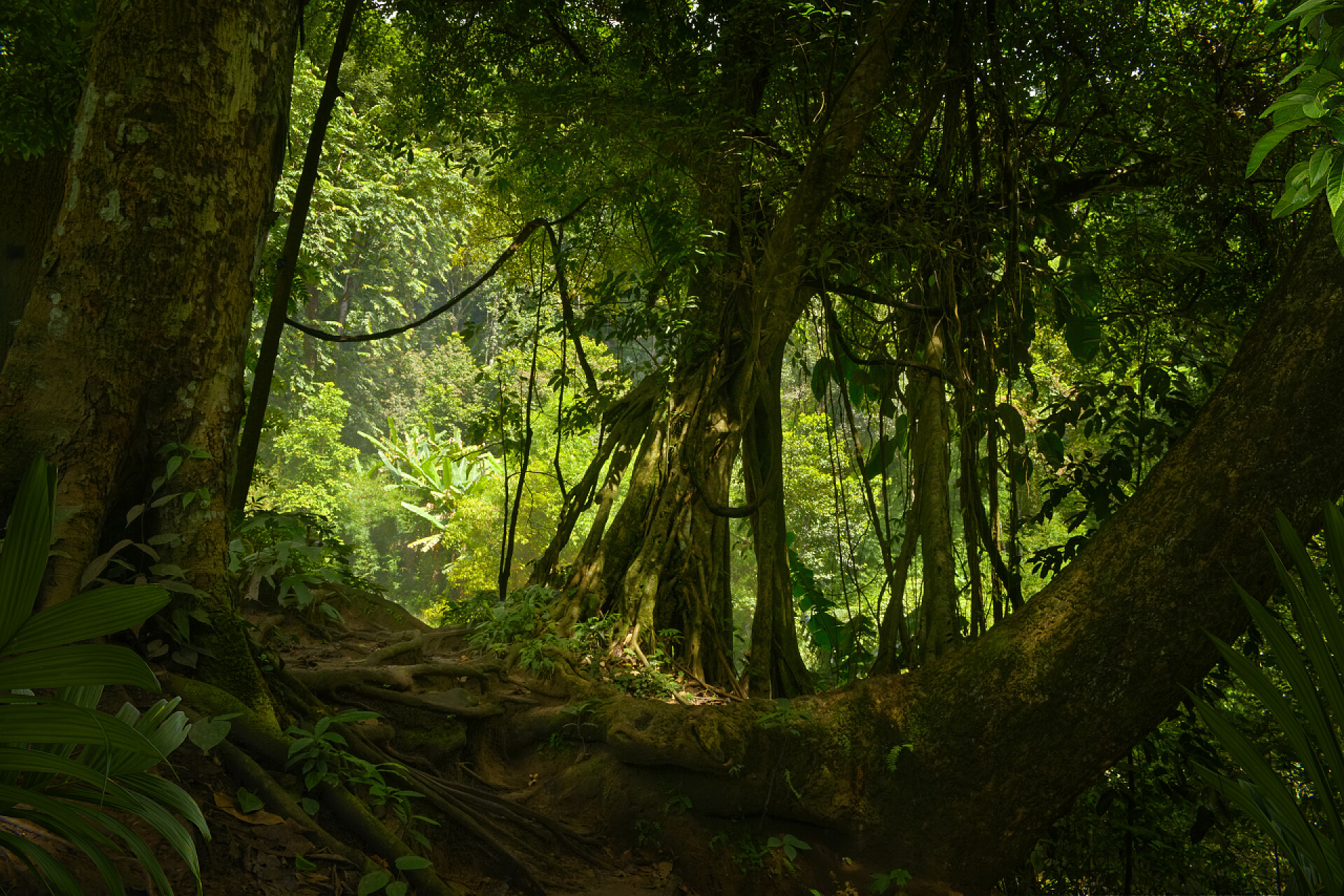 阳光照射在热带雨林中亚洲热带雨林