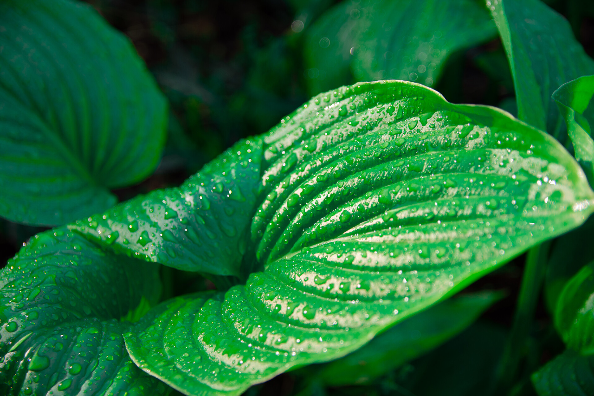 雨水滴落在花丛里的树叶上大雨滴在叶子上，美丽的绿叶