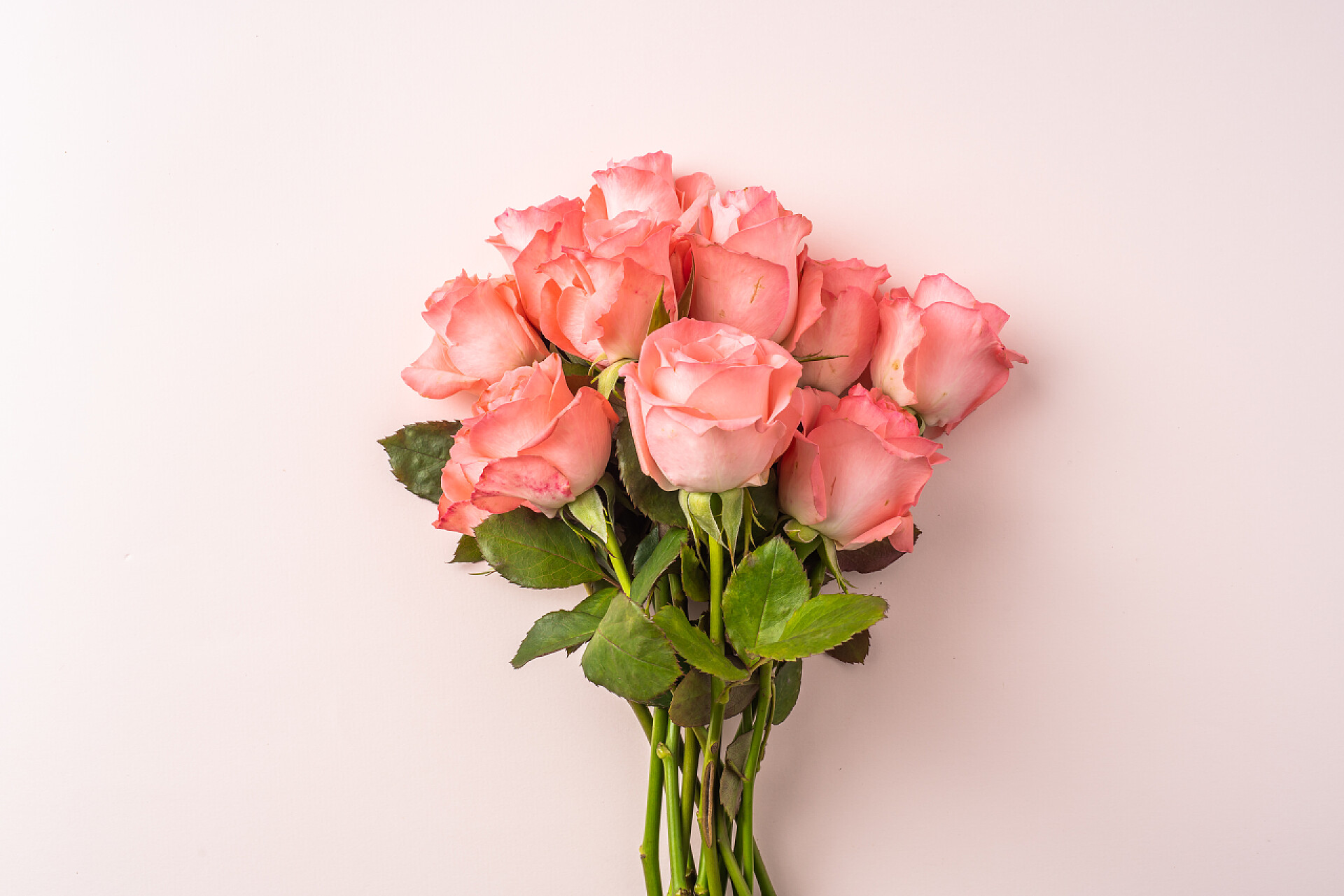 520鲜花玫瑰花520背景图片七夕情人节粉红背景上一束粉红色玫瑰的顶视图特写