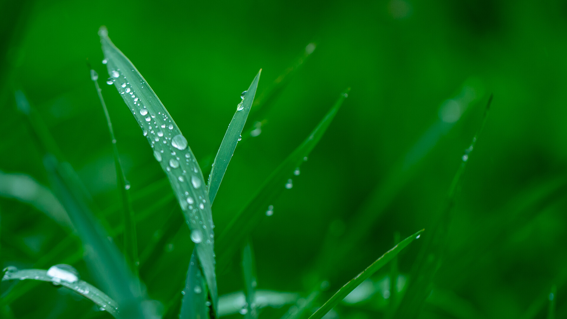 下过雨有露水的绿色草特写露水纹理滴中的绿色新鲜草