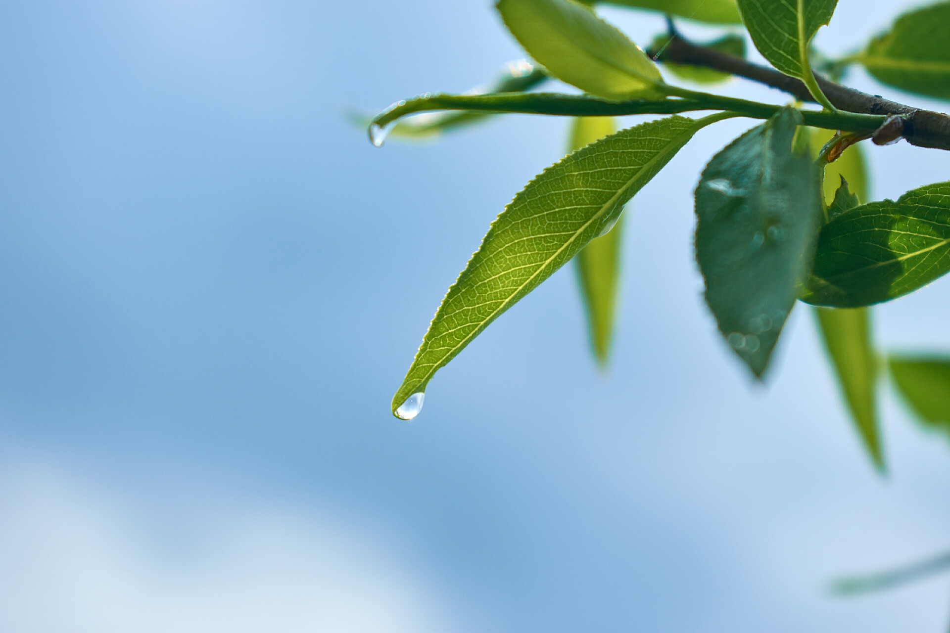 大雨过后树枝上滴落的雨滴特写水滴在树的叶子上，对天空。散景背景。自然户外概念.