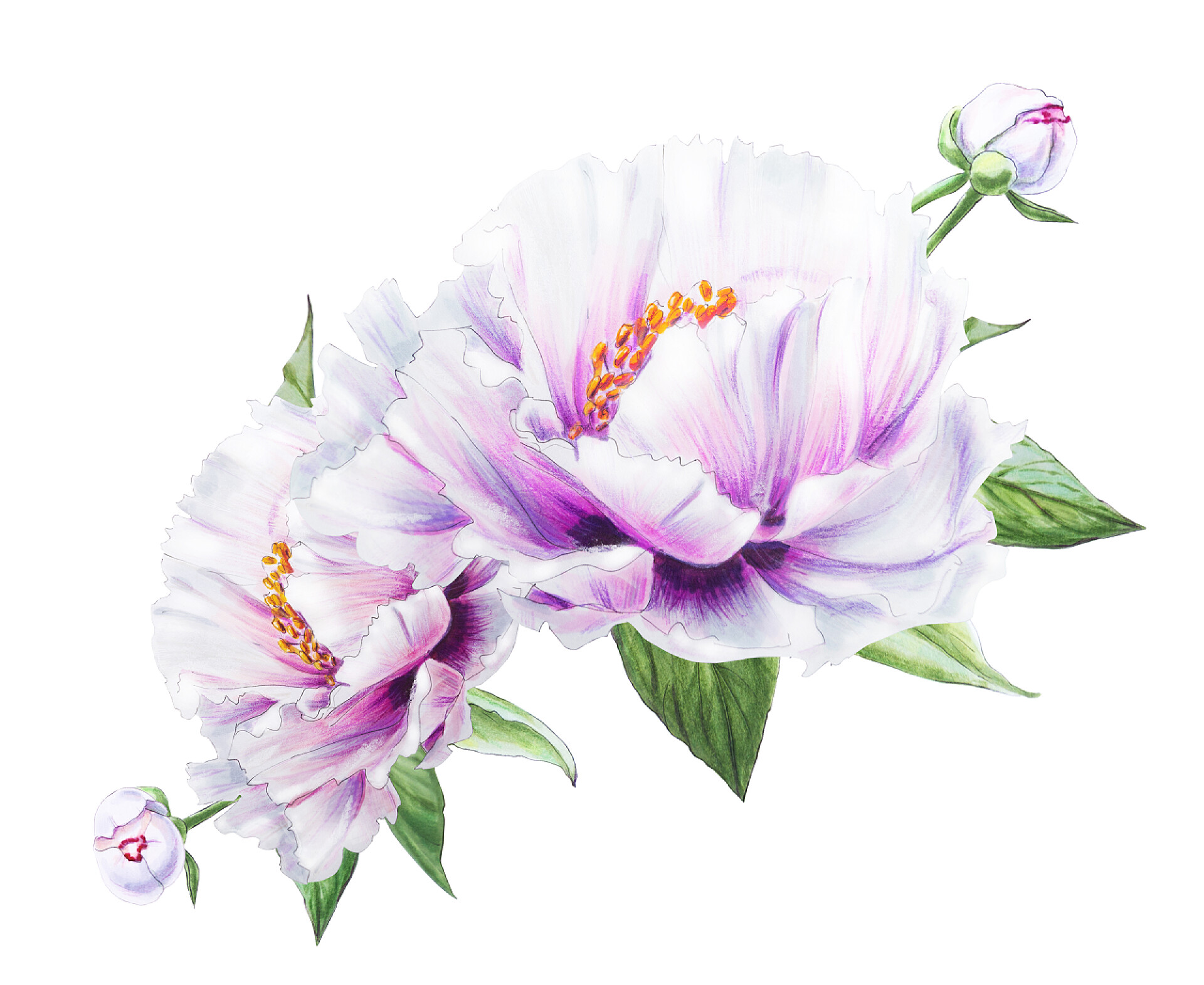 手绘浅紫色牡丹花插画白色牡丹花，白色背景图解