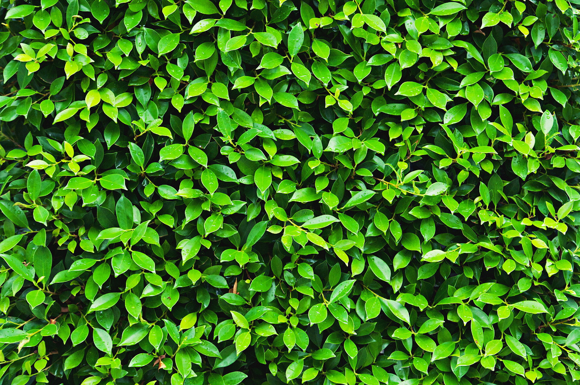 绿叶墙纹理背景紧贴热带自然绿叶纹理背景. 热带森林和旅游历险，绿叶自然背景