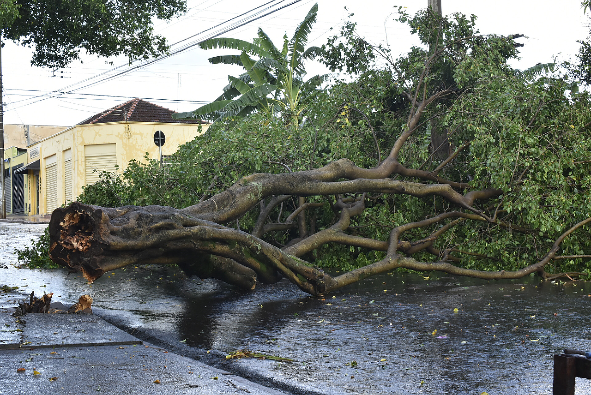 城市中倒下的老树干在市区暴风雨后倒下的树。旧树干倒在城市