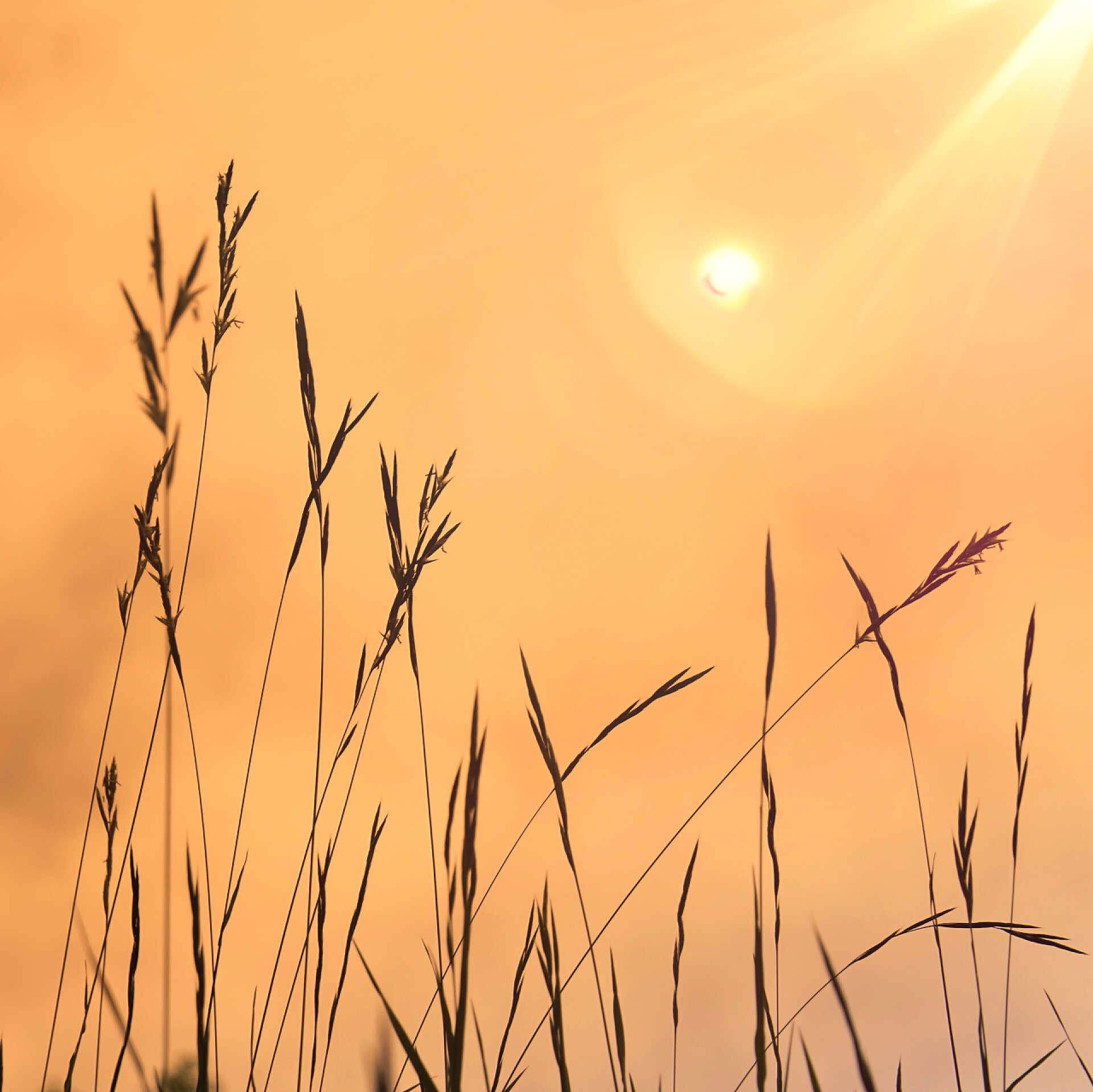 在夏天的大自然植物剪影花植物和天空在大自然在夏天，植物剪影