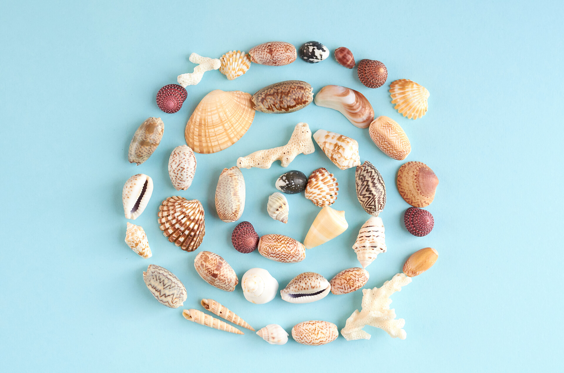 蓝色背景前的贝壳暑假作文理念，贝壳在蓝色背景