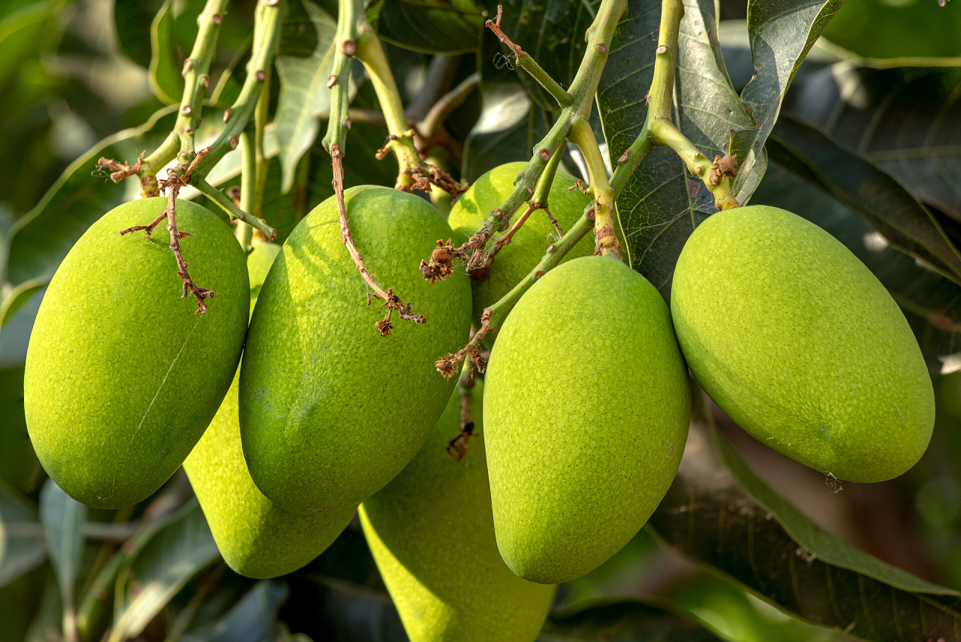 芒果树上绿色的芒果特写生的绿色芒果