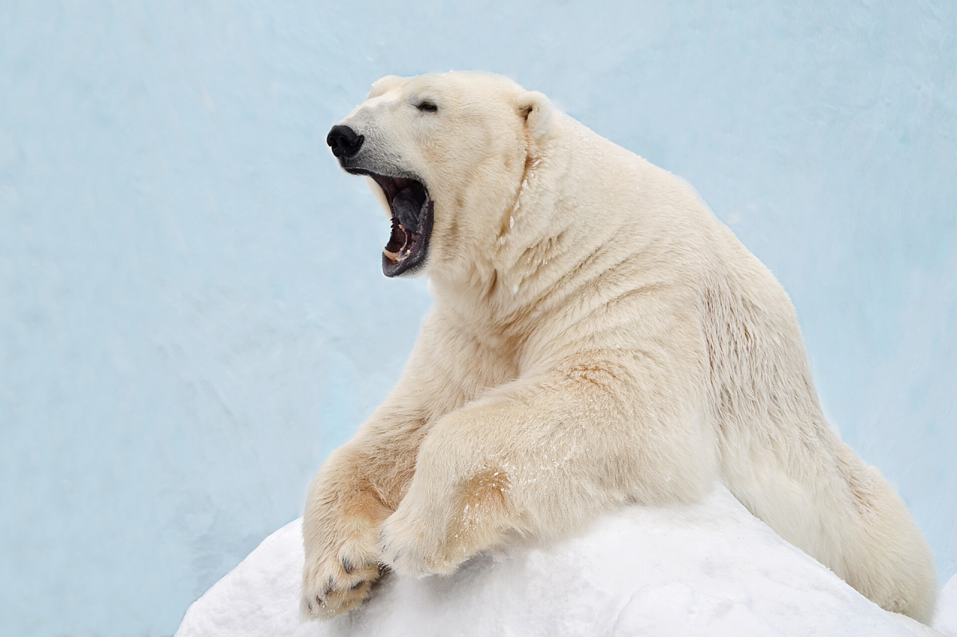 北极熊张开大嘴