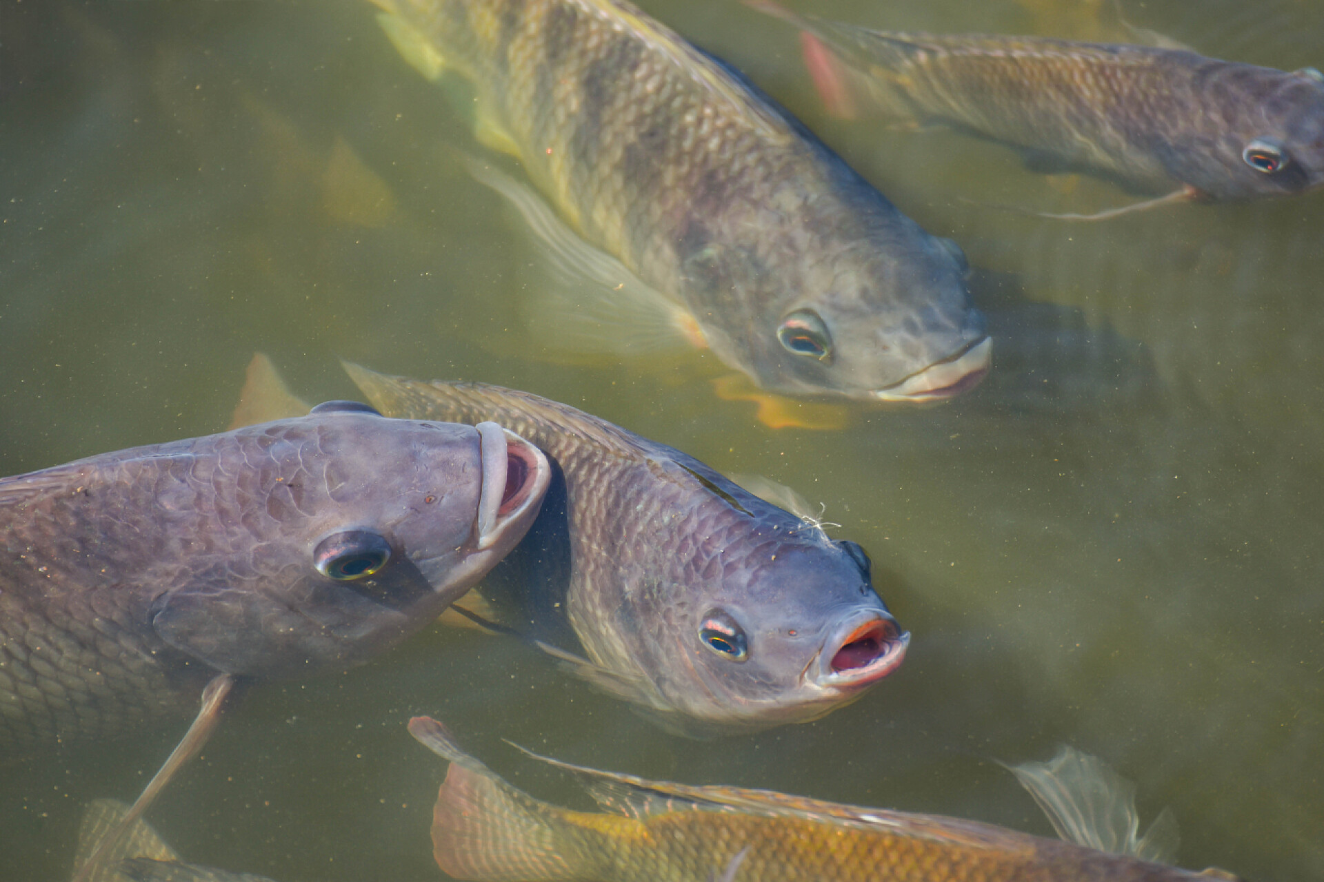 一群淡水鱼罗非鱼，淡水鱼，经济鱼类，可以在土壤和网箱中养殖良好