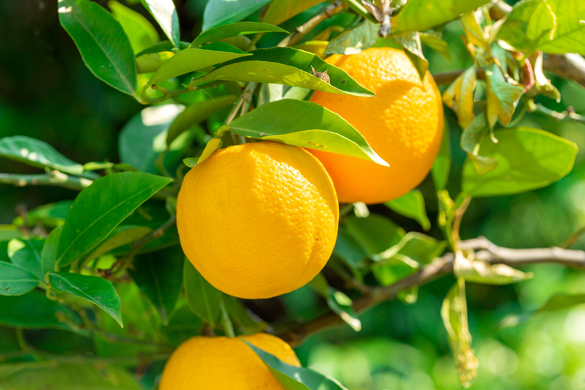 一颗树上的金黄橘子