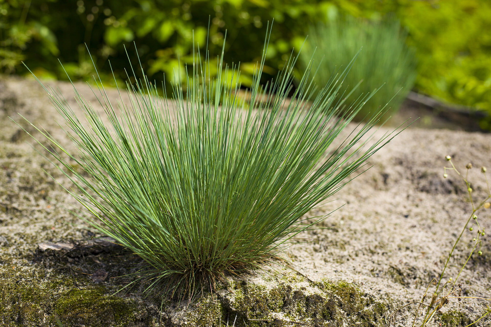 草本植物生在沙地里科里尼普鲁斯甘蔗多年生草主要生长在沙地和森林道路的郊区