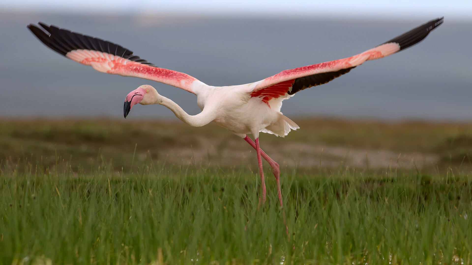 在草原上奔跑的火烈鸟五颜六色的鸟火烈鸟。自然背景。鸟：大火烈鸟。腓尼基直升机玫瑰.