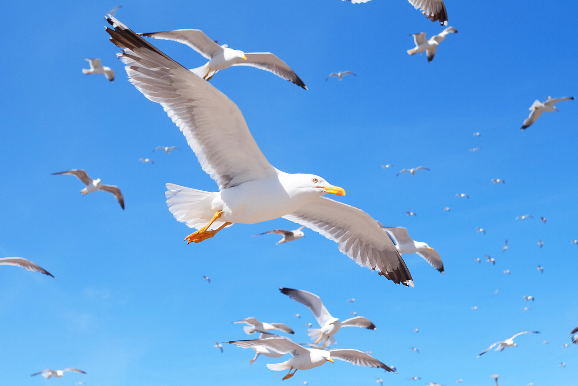 蓝天下展翅翱翔的海鸥带着云彩和灿烂的阳光在空中飞翔的海鸥.美丽的海鸥在天空中飞翔