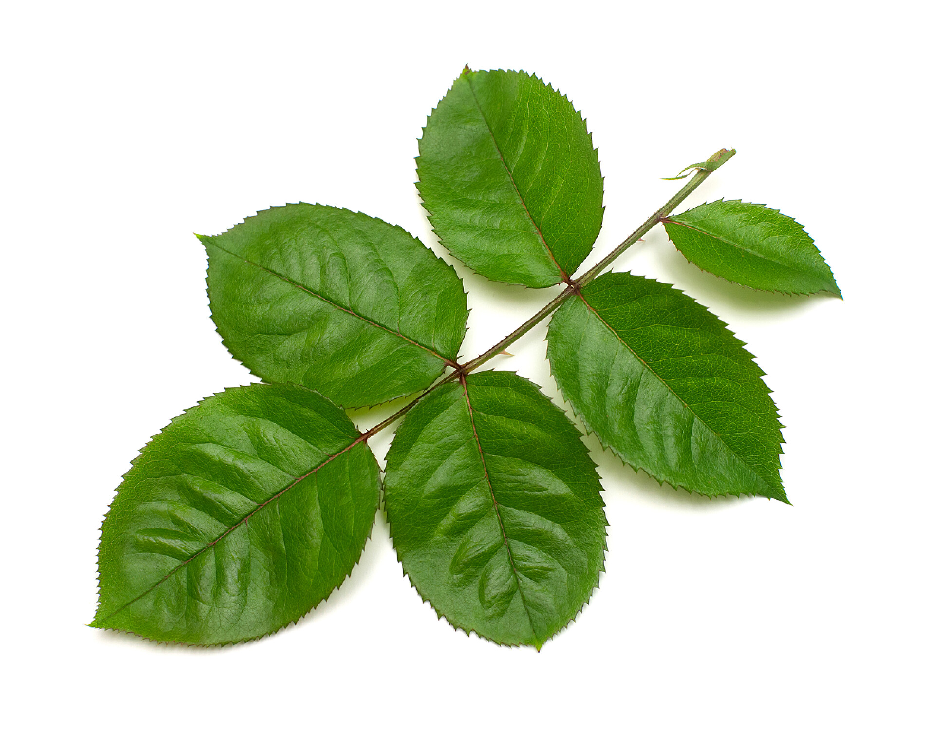 白色背景下的树叶玫瑰的树枝，叶子在白色背景上孤立。平拉